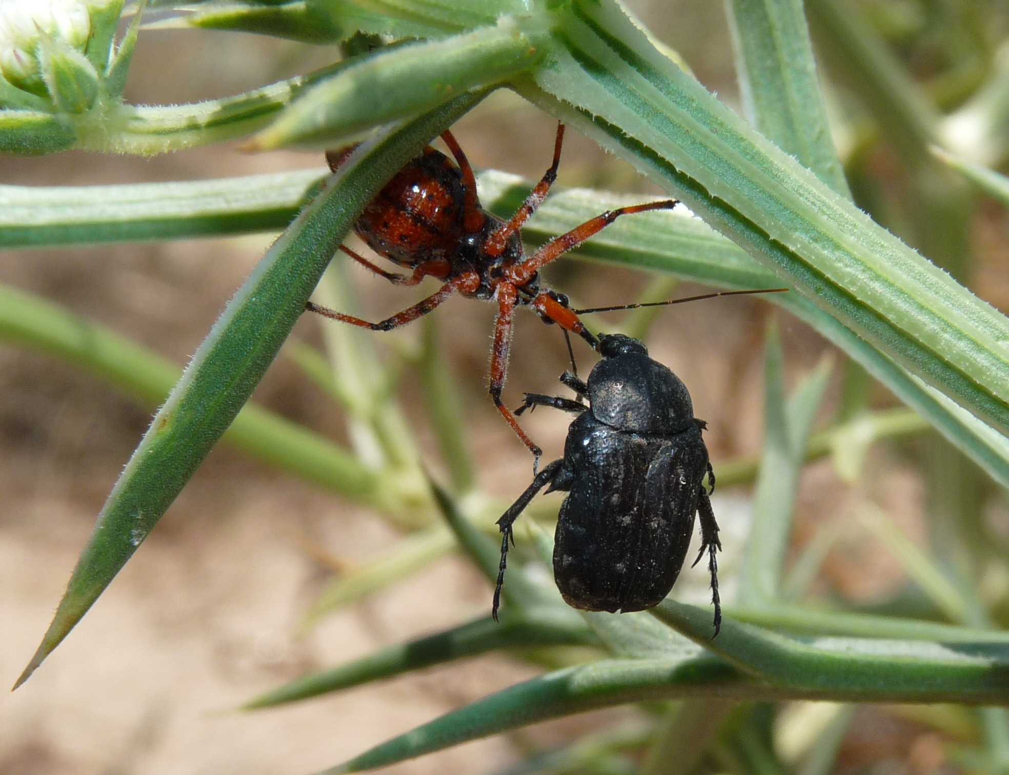 Rhinochoris erytropus con Oxithirea funesta